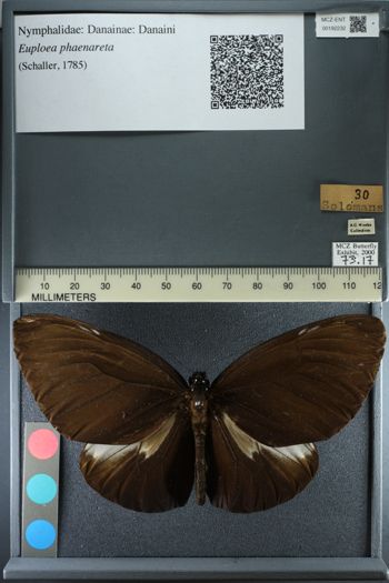 Media type: image;   Entomology 192232